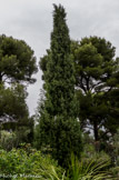 <center>Jardin botanique Les Cèdres</center>Cyprès du Tassili.