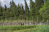 <center>Arbres à kiwi</center>Les kiwis sont des fruits de plusieurs espèces de lianes du genre Actinidia, famille des Actinidiaceae. Ils sont originaires de Chine, notamment de la province de Shaanxi