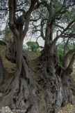 <center>L'olivier millénaire</center>L'arbre se présente comme un ensemble de rejets de grande taille dont les racines absorbent peu à peu les cailloux du mur sur lequel il pousse. Il atteint une circonférence de 23,5 m et une hauteur de 15 m