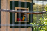 <center>Le Jardin zoologique tropical</center>Arra jaune et bleu.