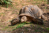 <center>Le Jardin zoologique tropical</center>Quelle stratégie de reproduction pour la tortue sillonnée ? Pondre de nombreux œufs pour s'assurer une descendance.
Une saison des amours violente : La saison de reproduction a souvent lieu après la saison des pluies.
Les males s'affrontent alors fréquemment pour s'approprier les femelles et leu combats sont parfois mortels, lorsque le perdant se retrouve immobilisé sur le Les accouplements sont également violents et le male peut parfois blesser la contraindre à s'accoupler.
Trouver le bon endroit pour pondre : La ponte a lieu 30 jours après l'accouplement.
La femelle va chercher parfois plusieurs jours un bon site de ponte.
Ce site doit se situer à un emplacement suffisamment humide. Elle choisit souvent l'abri d'un buisson. Elle peut uriner afin de ramollir la terre et creuser ainsi jusqu'à 80 cm de profondeur. Entre 10 et 40 œufs sont ensuite déposés. A la fin de la ponte, la femelle rebouche avec soin son trou. Car aucun rôdeur ne doit pouvoir repérer le site de ponte.
Une longue incubation souterraine : Les œufs vont éclore après 90 à 140 jours d'incubation. Cette durée varie en fonction de la température du sol. Lorsque la température d'incubation reste élevée, la majorité des jeunes tortues à éclore seront des femelles. Inversement, lorsque la température d'incubation reste basse on obtiendra plus de mâles que de femelles.
40 grammes face au danger
Après l'éclosion, les jeunes tortues qui pèsent 40 grammes devront s'extraire de leur œuf et regagner la surface sans assistance.
Elles doivent trouver leur nourriture et un abri pour survivre aux températures extrêmes et à la voracité des prédateurs.
Les bébés tortues resteront très vulnérables les premières années et beaucoup n'atteindront pas l'âge adulte. La nouvelle génération sera prête à se reproduire à partir de 10 ans pour les femelles et 13 ans pour les mâles.