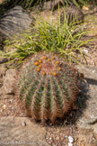 <center>Le Jardin zoologique tropical</center>Ferocactus stainesii. Famille cactacées. Mexique.
