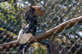 <center>Le Jardin zoologique tropical</center>Calao à joues grises. Le mâle a un casque impressionnant.