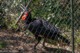 <center>Le Jardin zoologique tropical</center>Calao terrestre de Leadbeater
Bucorvus leabeateri Ordre : Bucérotiformes
Famille : Bucorvidés
Aire répartition : Afrique Australe et de l'Est
Habitat. : Forêts tropicales d'altitude
Nourriture : Insectes, reptiles, mammifères et oiseaux
Statut : Vulnérable (UICN)
Ces oiseaux terrestres vivent en groupe familial de 5/10 individus. Le couple est assisté par ses jeunes subadultes pendant le nourrissage de la nichée.