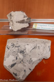 <center>Musée  Associatif </center>Végétaux fossiles sur Diatomite.