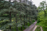 <center>Le Synclinal de la forêt de Saoû</center>L'allée principale qui mène à l'auberge est bordée de cèdres plus que centenaires.